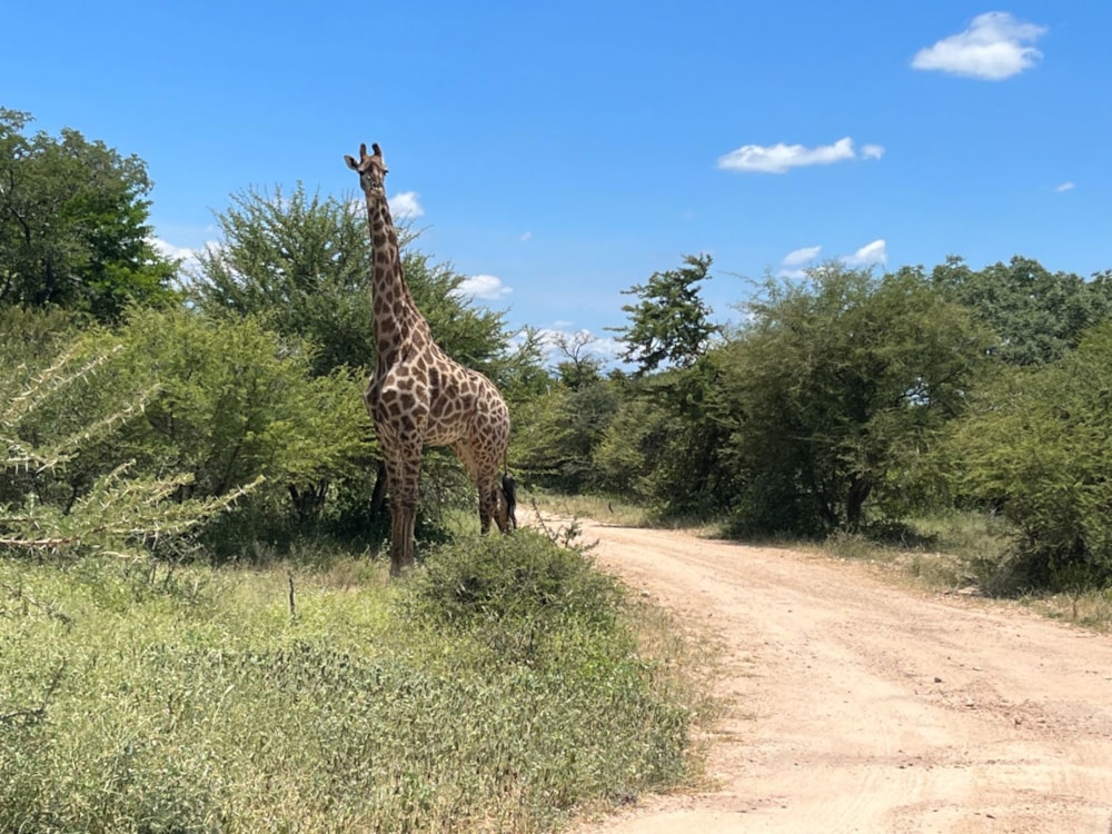 Vacant land sold in Moditlo Nature Reserve - 1HS1688612 Vacant land sold in Moditlo Nature Reserve - 1HS1688612