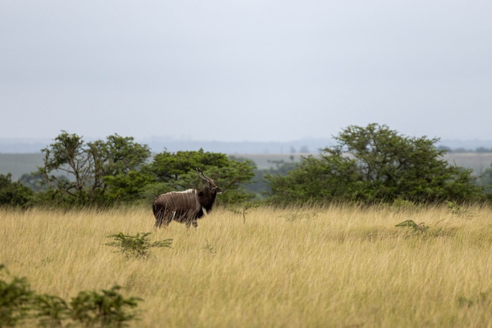 Vacant land for sale in Bathurst - 1PF1688702