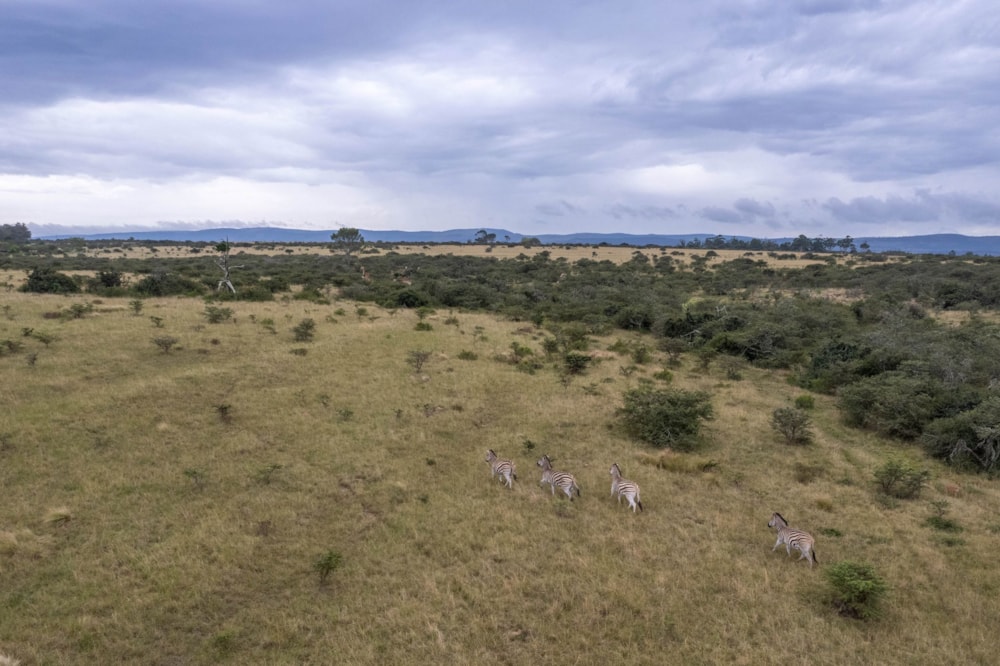 Vacant land for sale in Bathurst - 1PF1688702