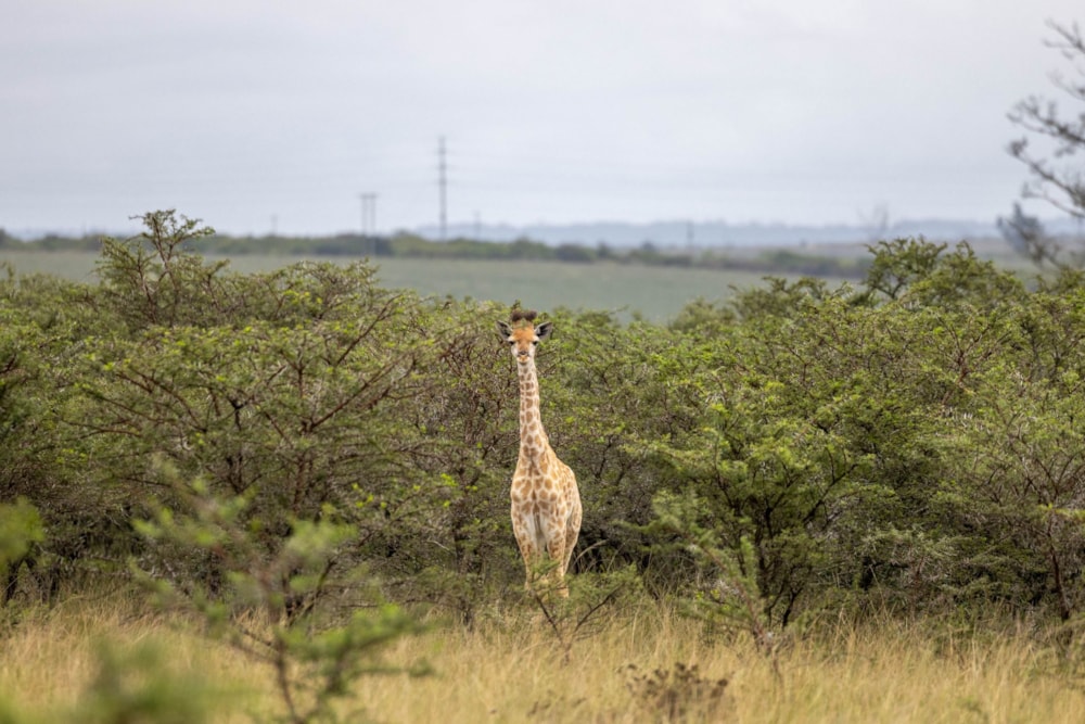Vacant land for sale in Bathurst - 1PF1688702