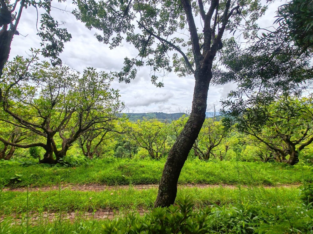 Fruit farm sold in Tzaneen, Limpopo Province - 1TA1685574 Fruit farm sold in Tzaneen, Limpopo Province - 1TA1685574