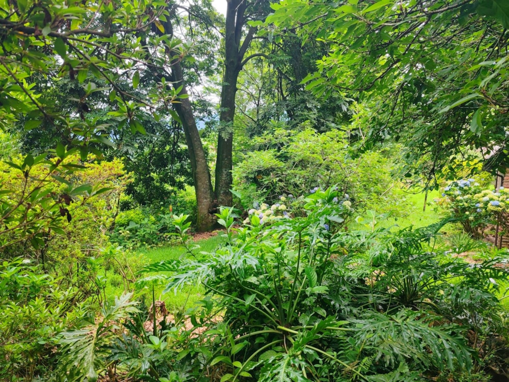 Fruit farm sold in Tzaneen, Limpopo Province - 1TA1685574 Fruit farm sold in Tzaneen, Limpopo Province - 1TA1685574