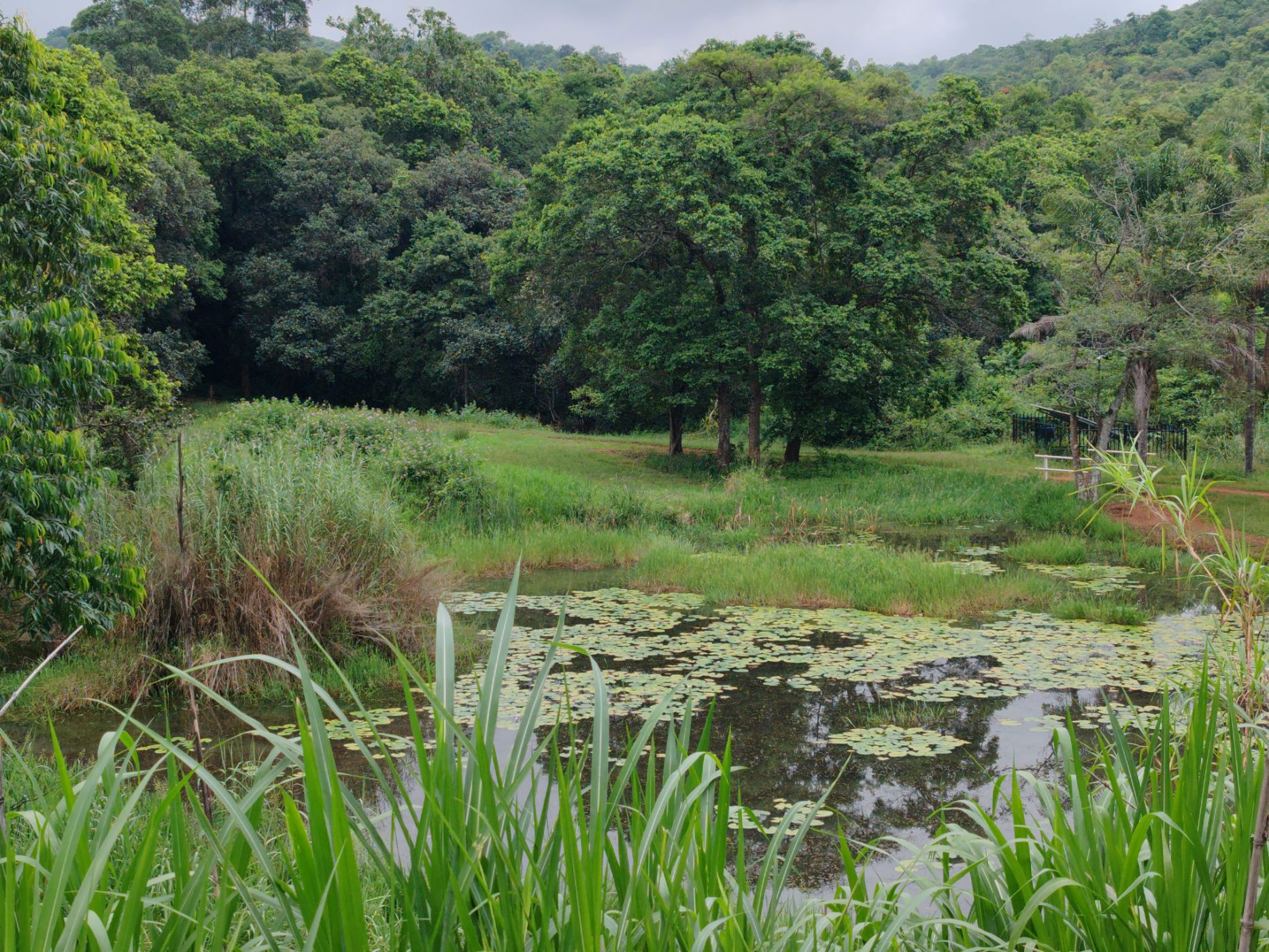 Fruit farm for sale in Tzaneen Rural - 1TA1689292