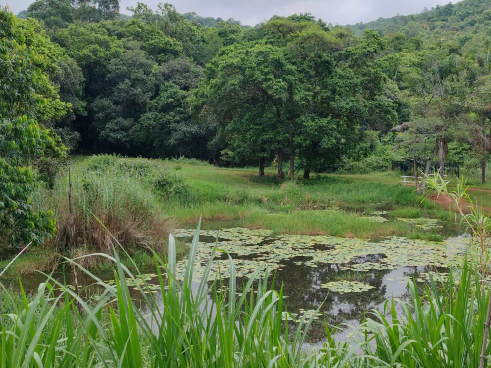 Fruit farm for sale in Tzaneen Rural - 1TA1689292