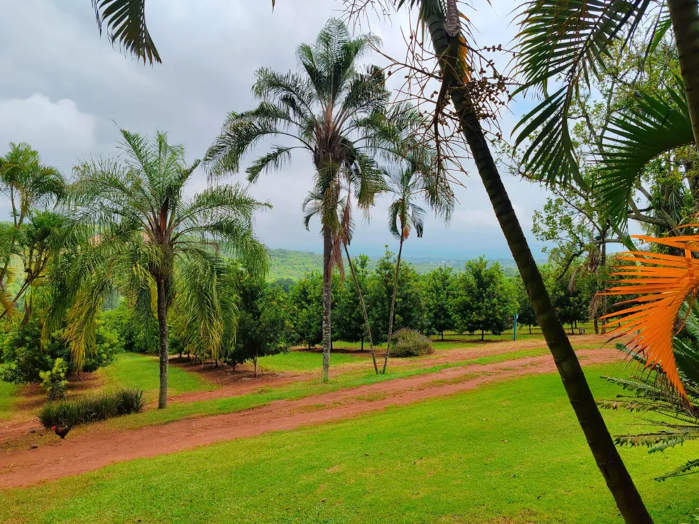 Fruit farm for sale in Tzaneen Rural - 1TA1689292