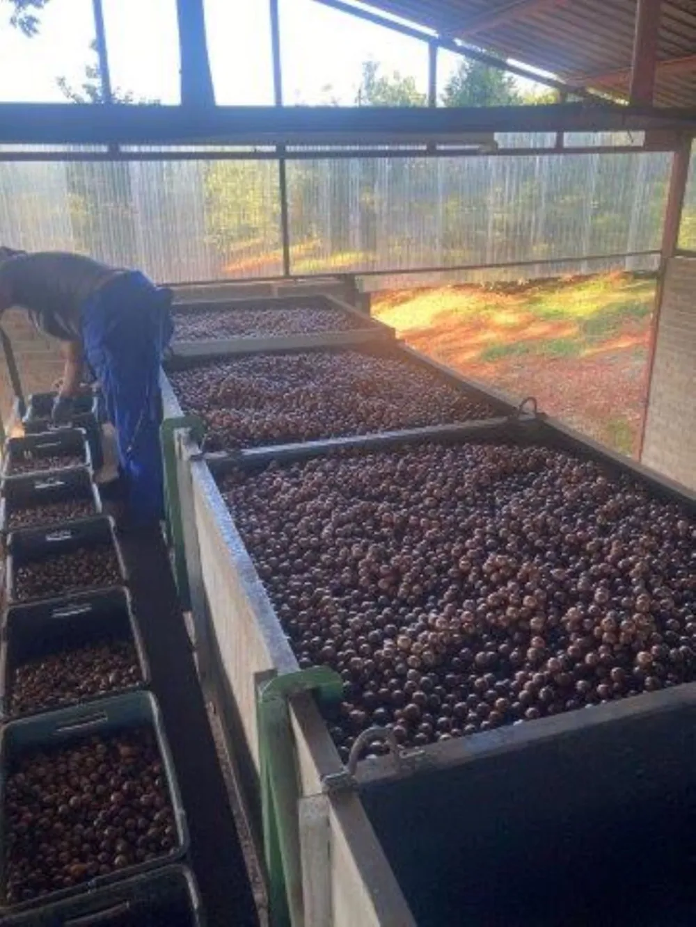 Fruit farm for sale in Tzaneen Rural - 1TA1689292