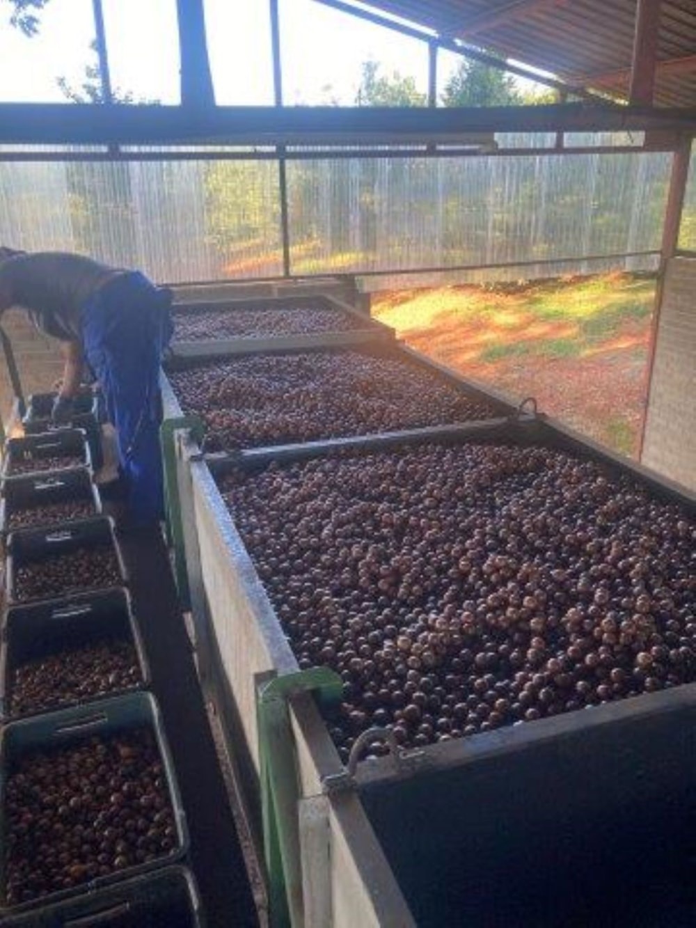 Fruit farm for sale in Tzaneen Rural - 1TA1689292 Fruit farm for sale in Tzaneen Rural - 1TA1689292