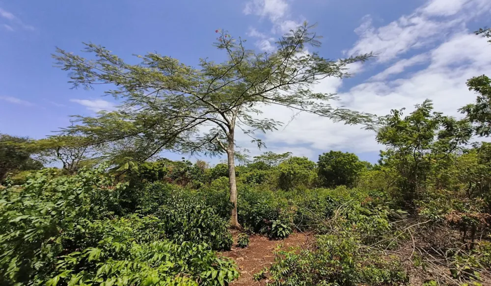 Residential vacant land for sale in Diani, Kenya - 3KE1681266 Residential vacant land for sale in Diani, Kenya - 3KE1681266