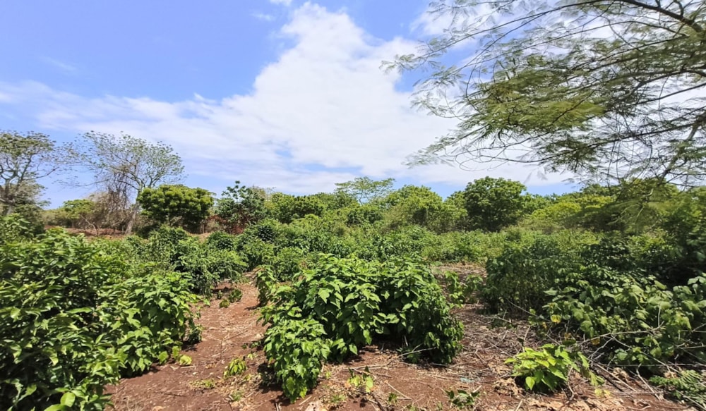 Residential vacant land for sale in Diani, Kenya - 3KE1681266 Residential vacant land for sale in Diani, Kenya - 3KE1681266