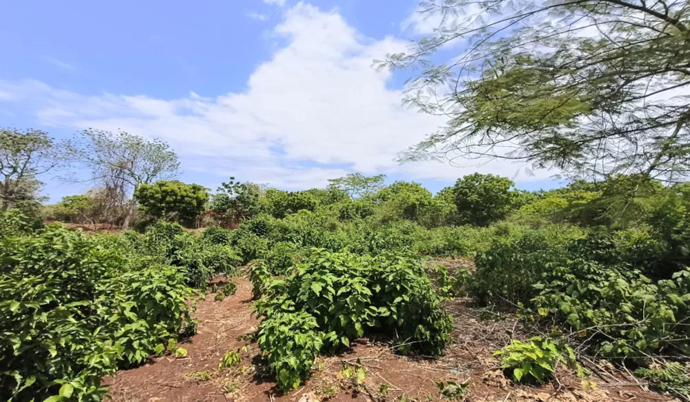 Residential vacant land for sale in Diani, Kenya - 3KE1681266 Residential vacant land for sale in Diani, Kenya - 3KE1681266