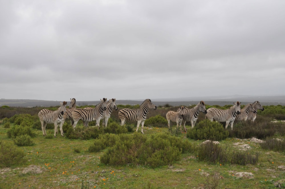 Mixed use farm for sale in Hopefield - LA1679498