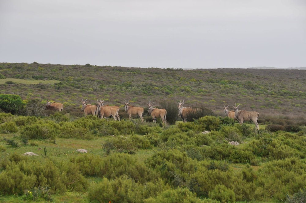 Mixed use farm for sale in Hopefield - LA1679498