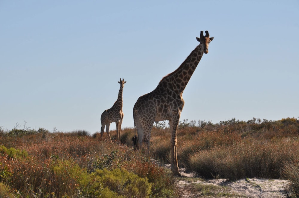 Mixed use farm for sale in Hopefield - LA1679498