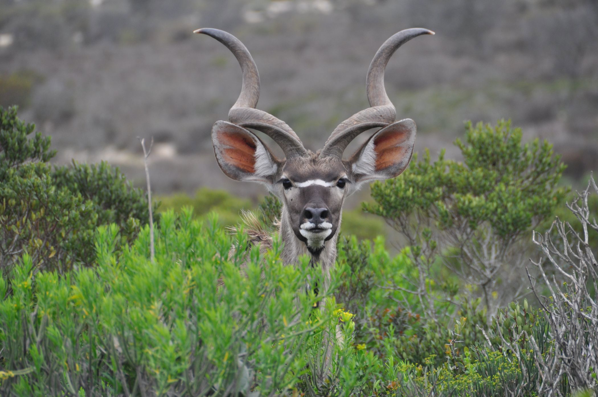 Mixed use farm for sale in Hopefield - LA1679498