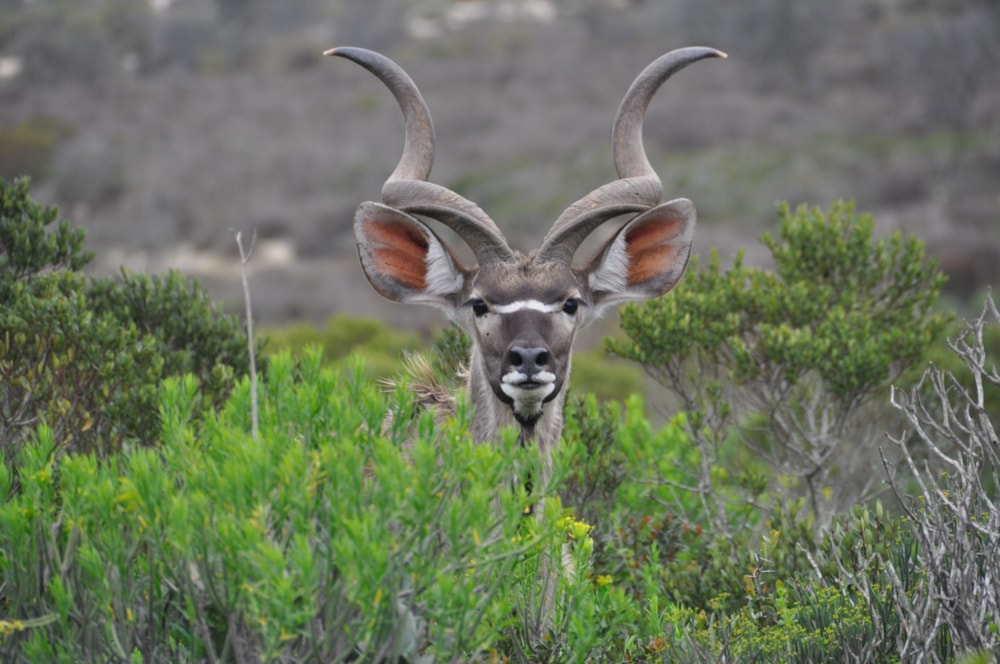 Mixed use farm for sale in Hopefield - LA1679498