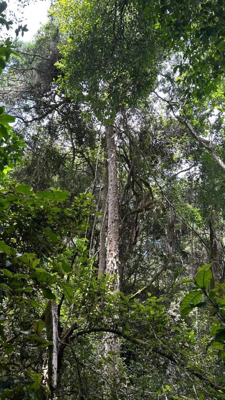 Farm vacant land for sale in Plettenberg Bay - 1KG1689129 Farm vacant land for sale in Plettenberg Bay - 1KG1689129