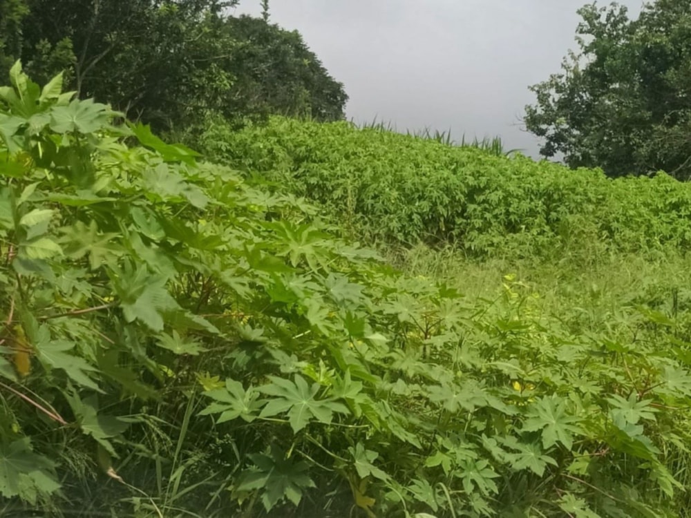 Vacant land for sale in Sezela - 1SI1685289