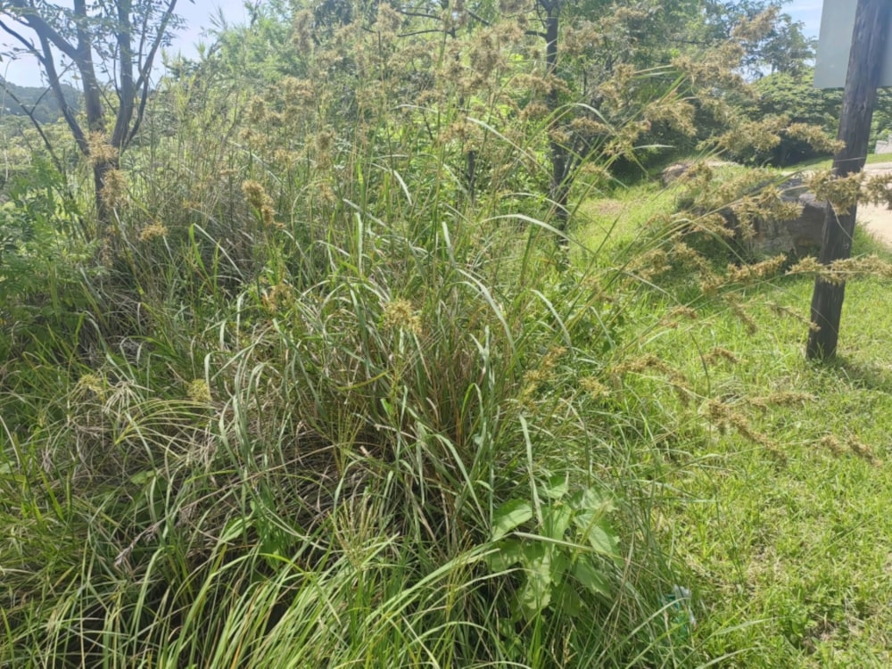 Vacant land for sale in Margate - 1PSH1689062 Vacant land for sale in Margate - 1PSH1689062