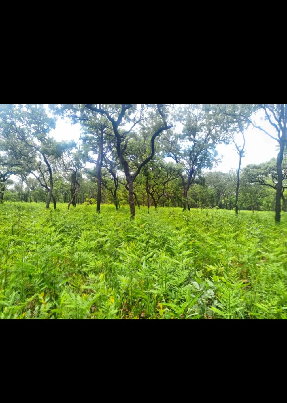 Farm vacant land for sale in Muchinga, Zambia - 3ZA1689067