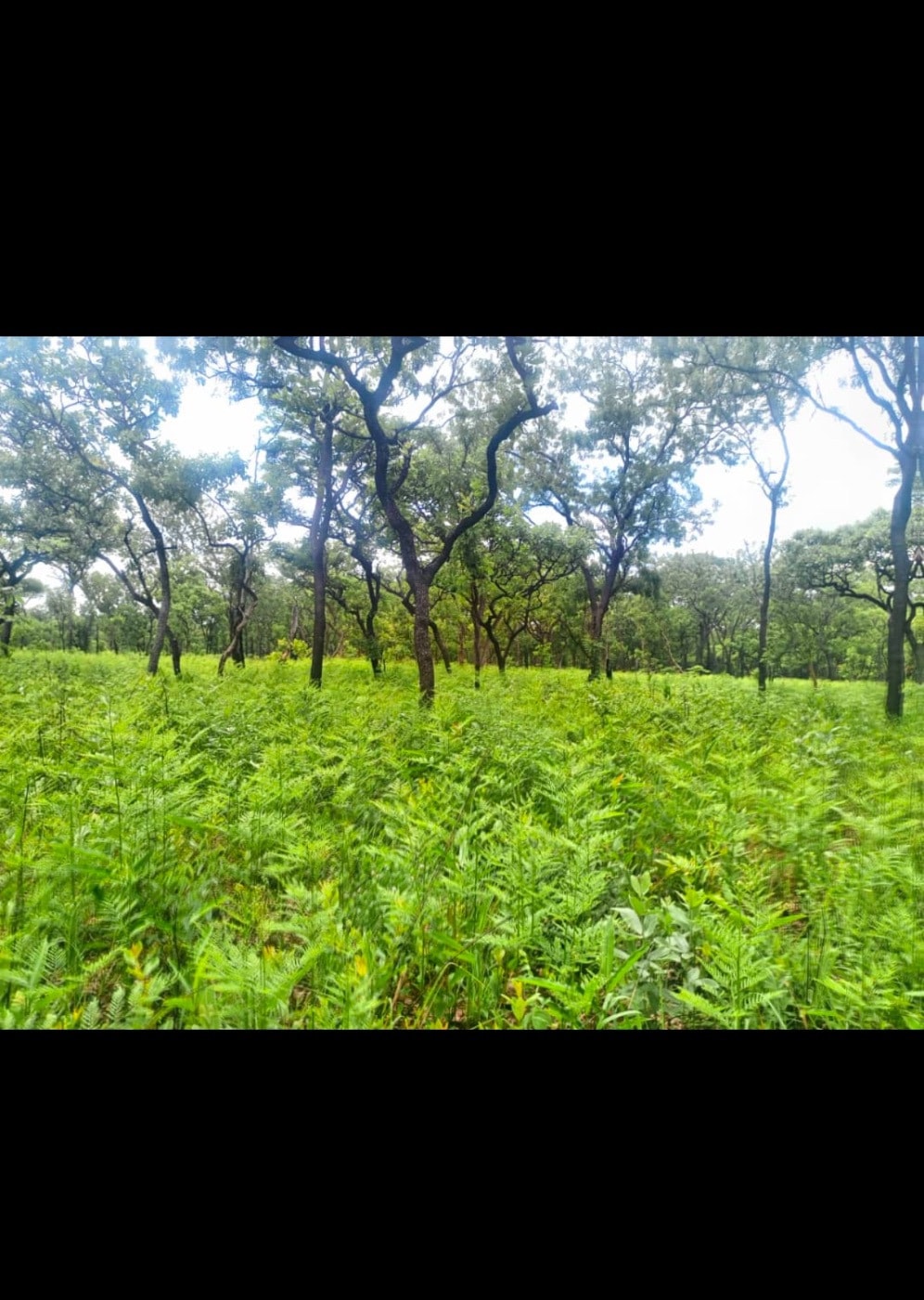 Farm vacant land for sale in Muchinga, Zambia - 3ZA1689067 Farm vacant land for sale in Muchinga, Zambia - 3ZA1689067