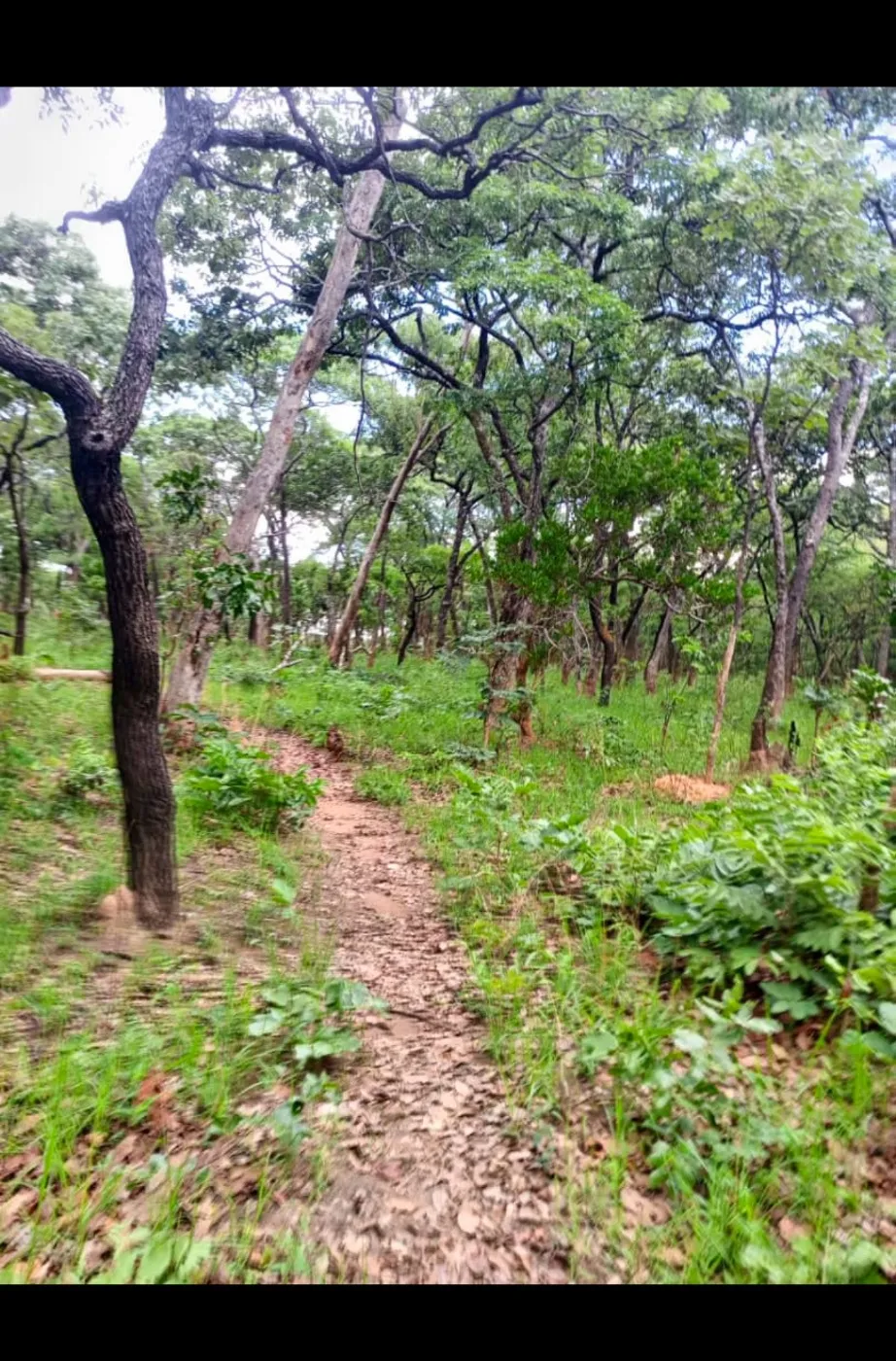 Farm vacant land for sale in Muchinga, Zambia - 3ZA1689067