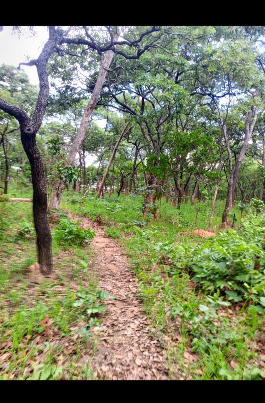 Farm vacant land for sale in Muchinga, Zambia - 3ZA1689067 Farm vacant land for sale in Muchinga, Zambia - 3ZA1689067