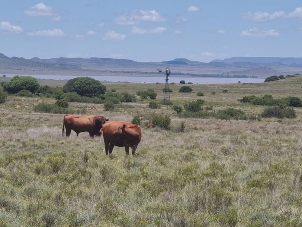 Game farm for sale in Gariepdam - 1KK1689902 Game farm for sale in Gariepdam - 1KK1689902