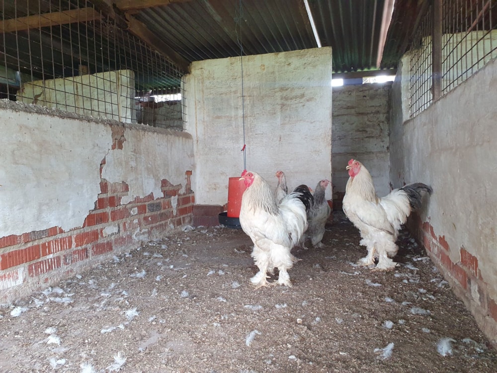 Mixed use farm for sale in Vischgat - 1VT1689823 Mixed use farm for sale in Vischgat - 1VT1689823