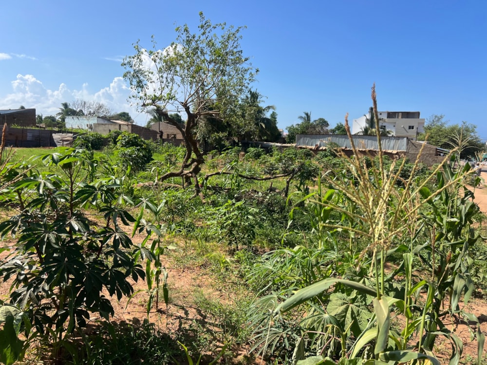 Commercial vacant land for investment in Pemba, Cabo Delgado, Mozambique - 3MQ1690535