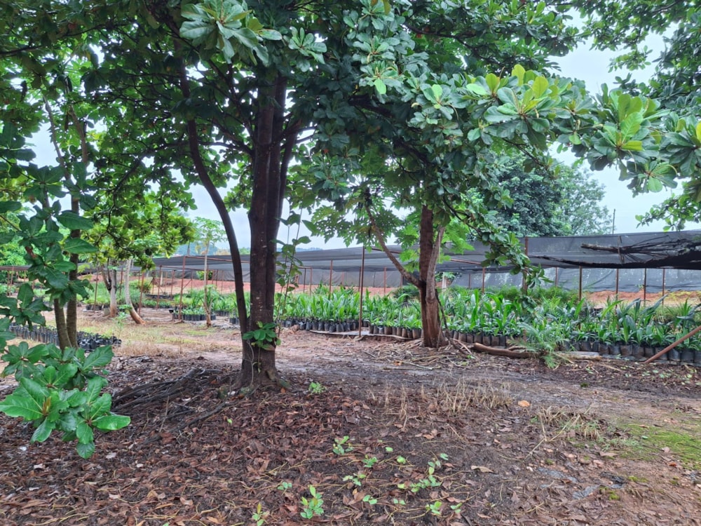 Smallholding for sale in Lushof A H - 1TA1692005