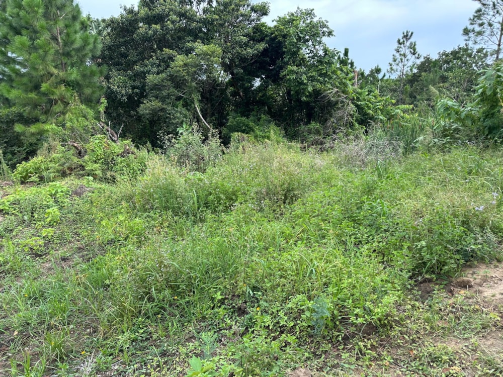 Residential vacant land for sale in Palm Beach - 1PD1691505 Residential vacant land for sale in Palm Beach - 1PD1691505