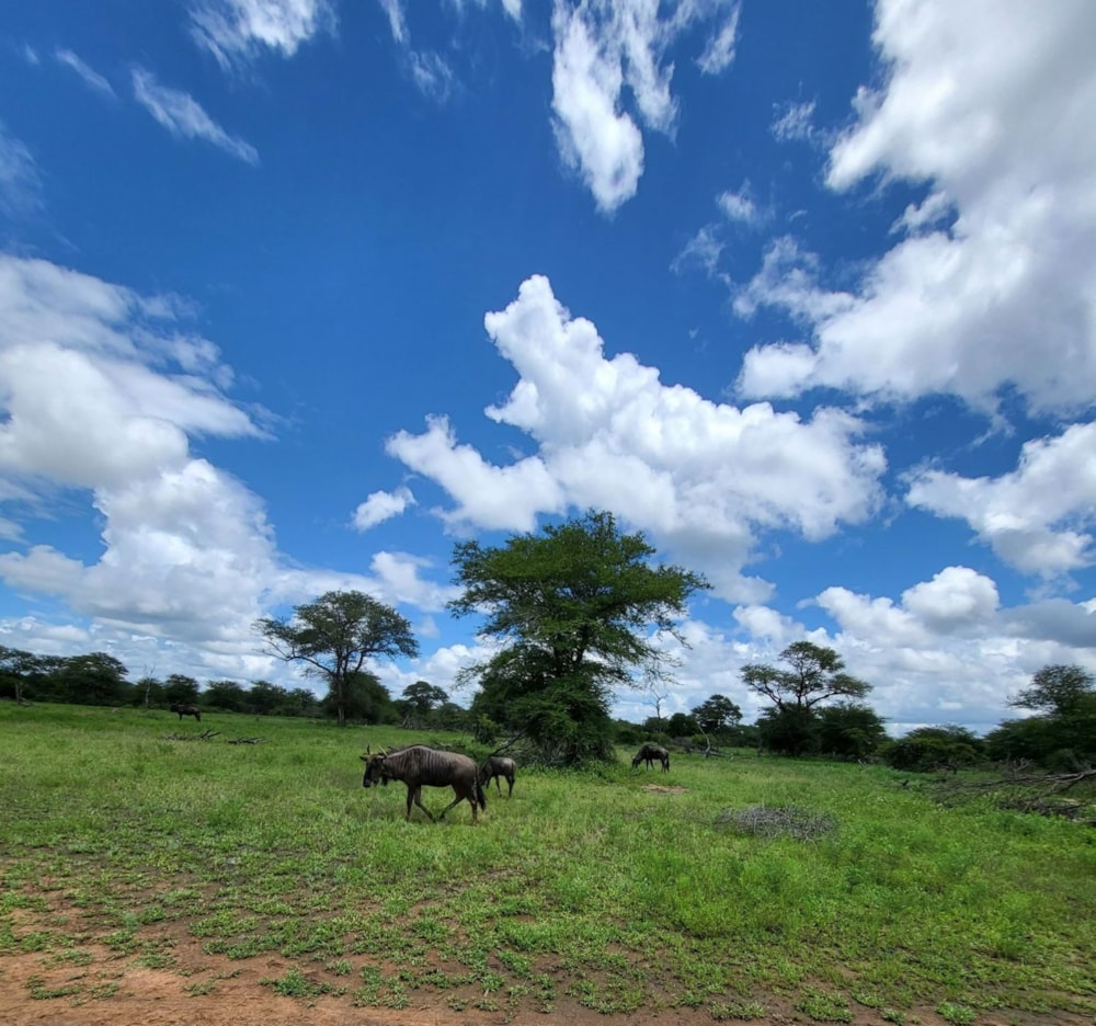 Game farm for sale in Musina (Messina) - 1TA1691802