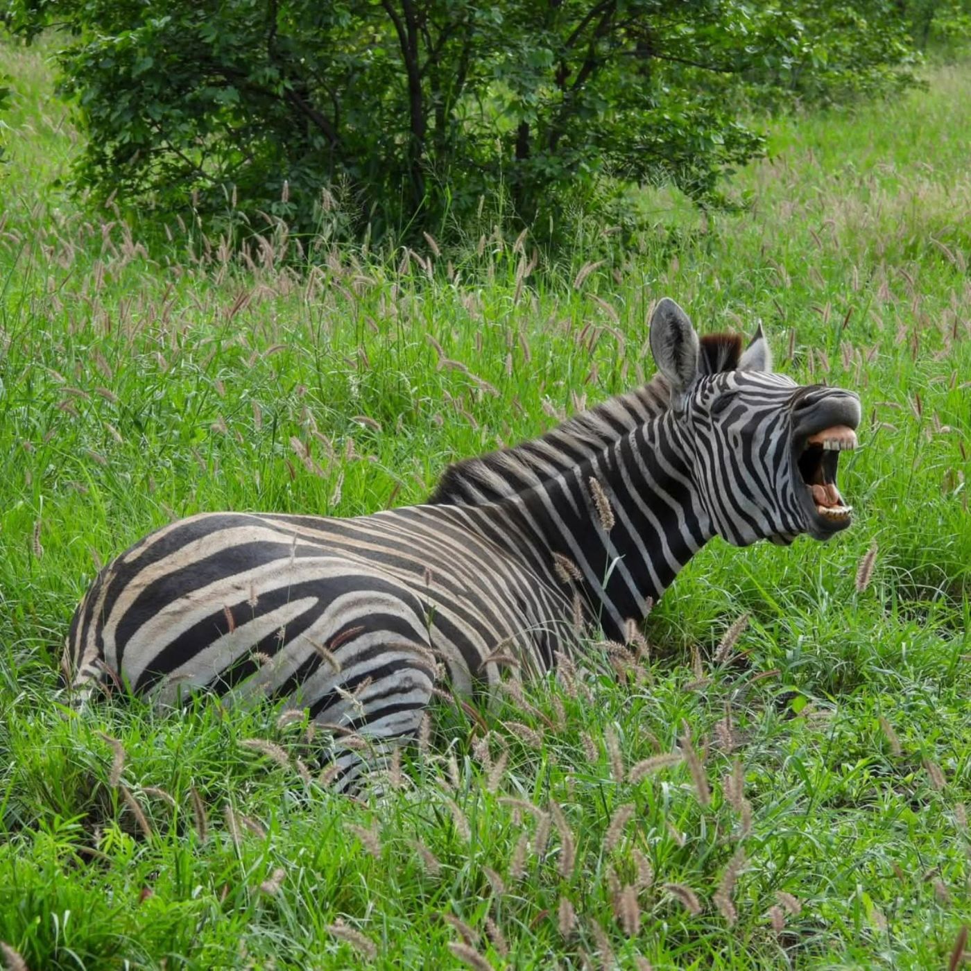 Game farm for sale in Musina (Messina) - 1TA1691802