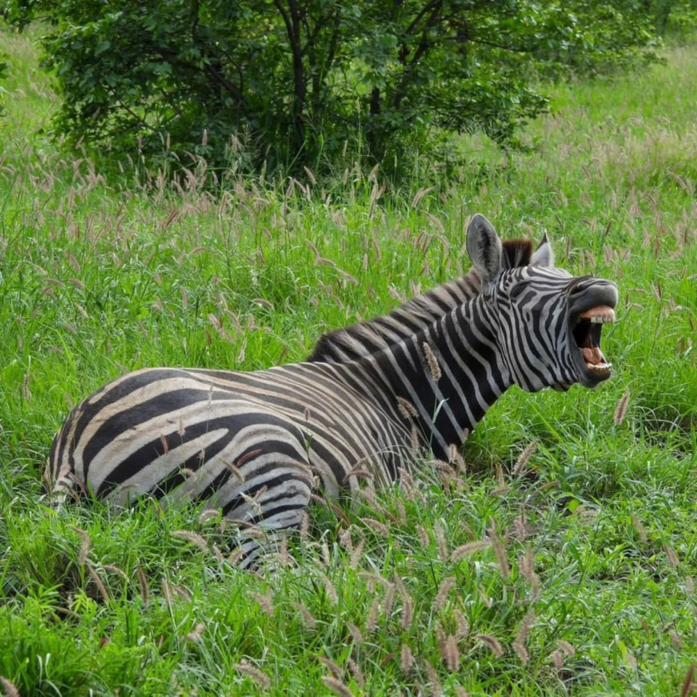 Game farm for sale in Musina (Messina) - 1TA1691802