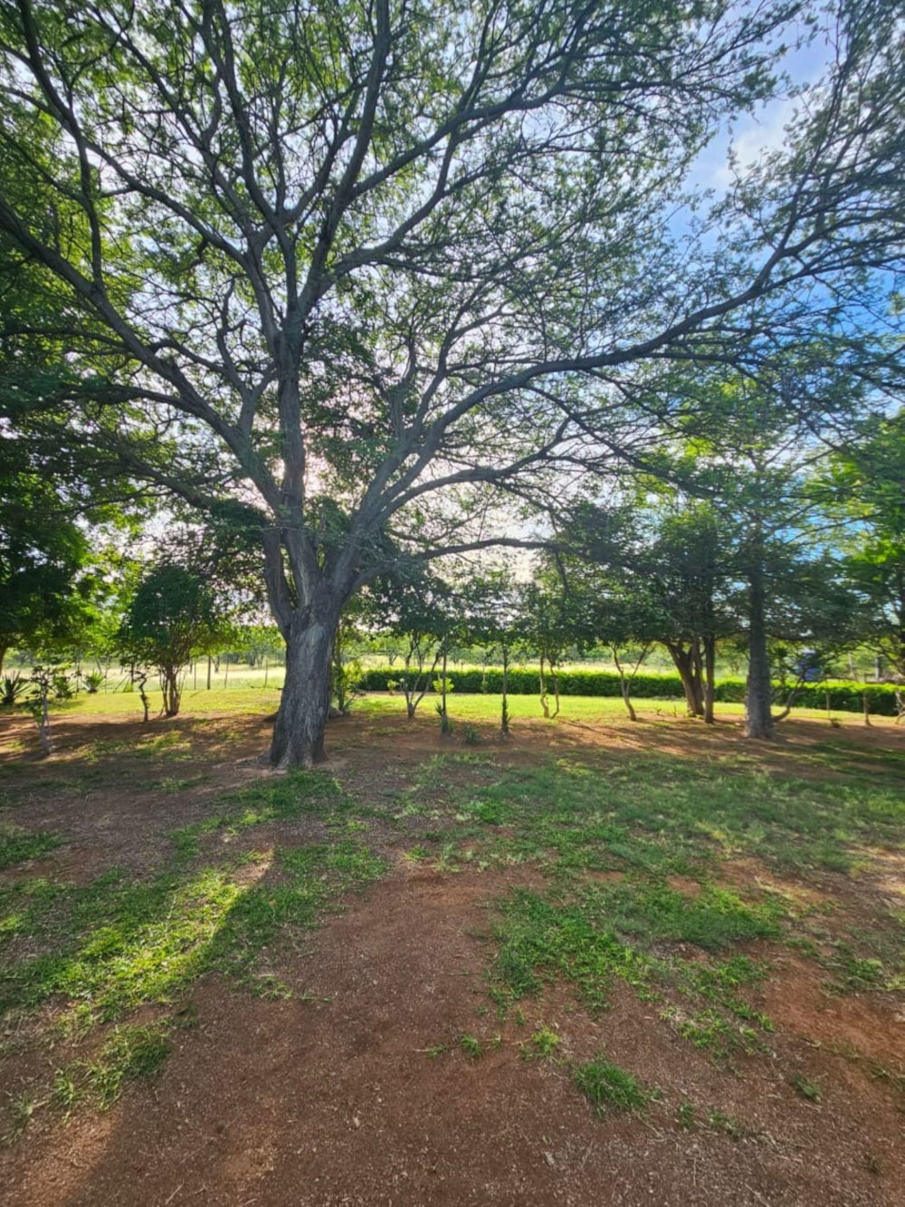 Game farm for sale in Musina (Messina) - 1TA1691802