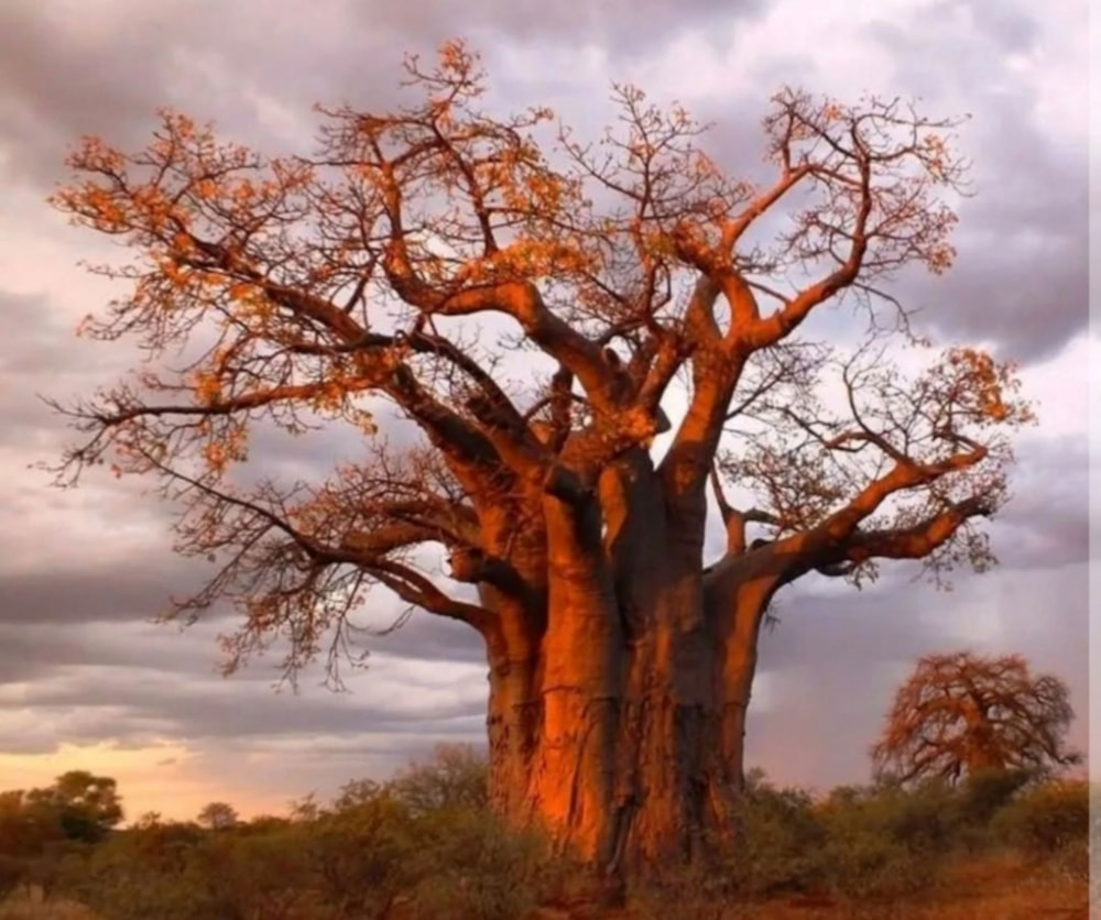 Game farm for sale in Musina (Messina) - 1TA1691802