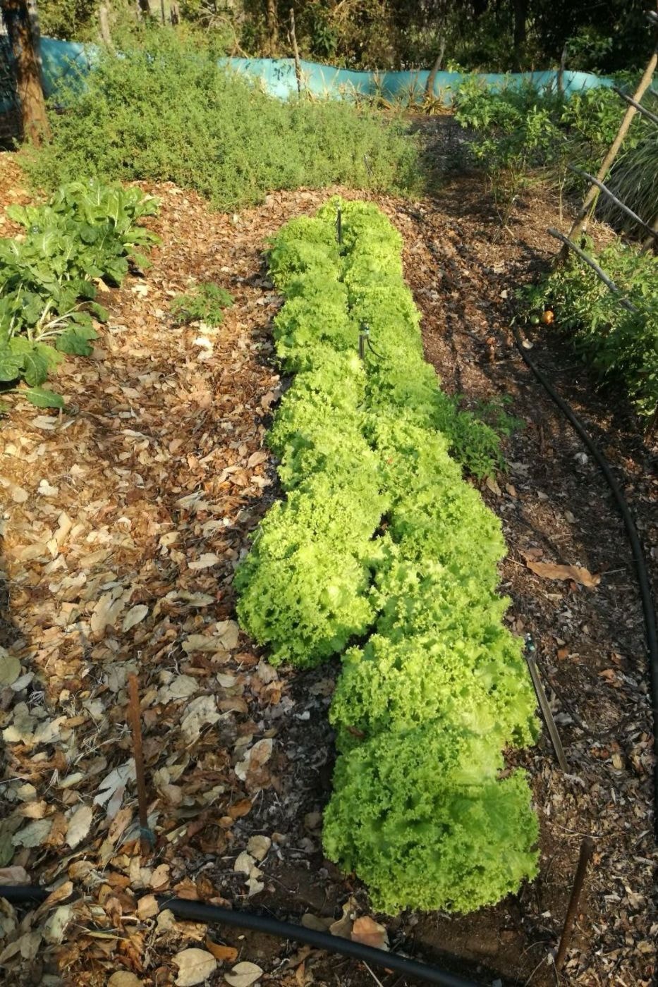 Dairy farm for sale in Tete, Tete, Mozambique - 3MQ1692253