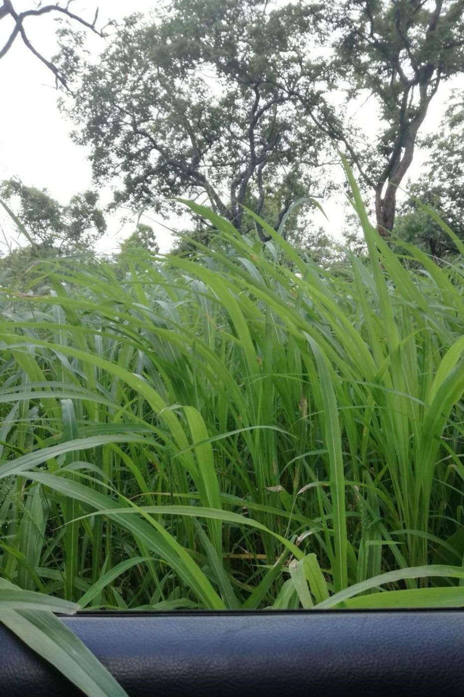 Dairy farm for sale in Tete, Tete, Mozambique - 3MQ1692253