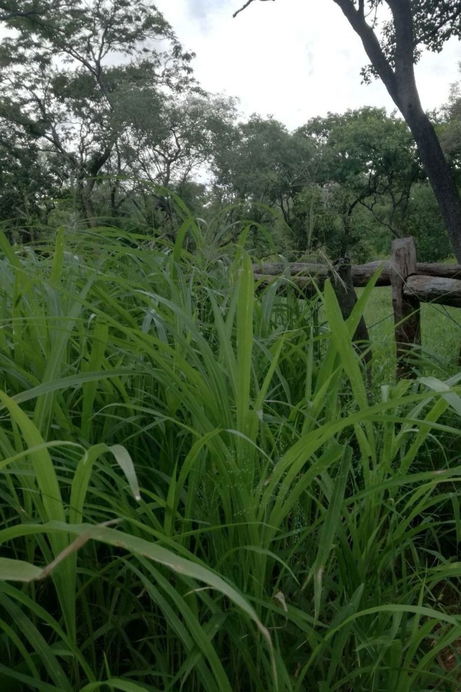 Dairy farm for sale in Tete, Tete, Mozambique - 3MQ1692253