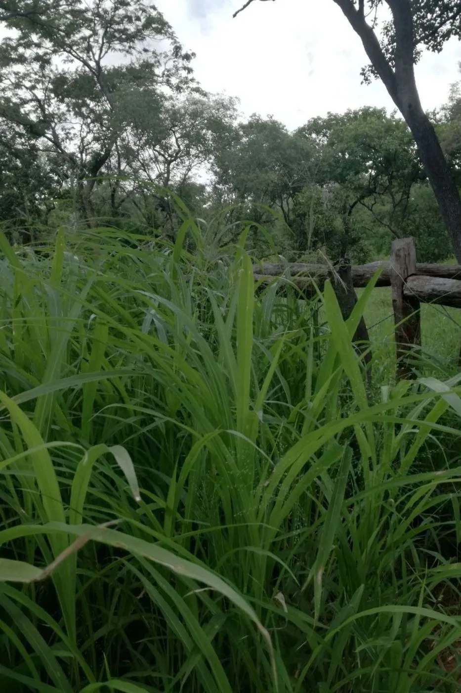 Livestock farm for sale in Tete, Tete, Mozambique - 3MQ1692253 Livestock farm for sale in Tete, Tete, Mozambique - 3MQ1692253