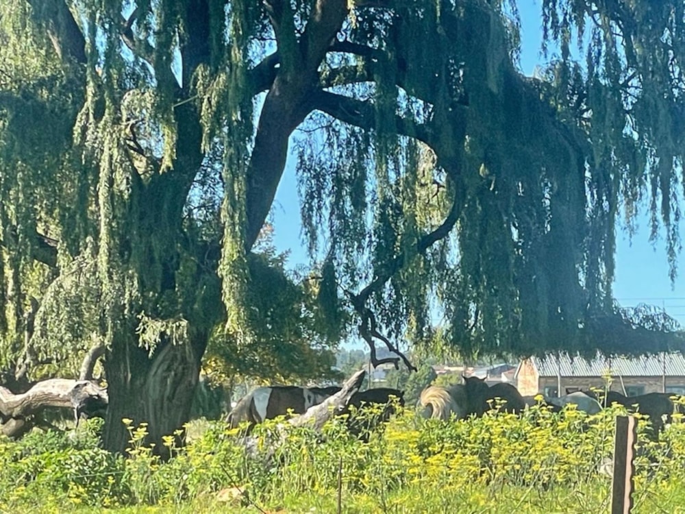 Vacant land for sale in Belfast - 1DS1692338 Vacant land for sale in Belfast - 1DS1692338