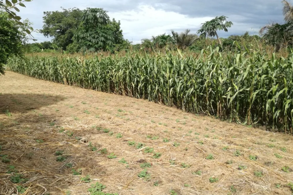 Aquaculture farm for sale in Tete, Tete, Mozambique - 3MQ1692483