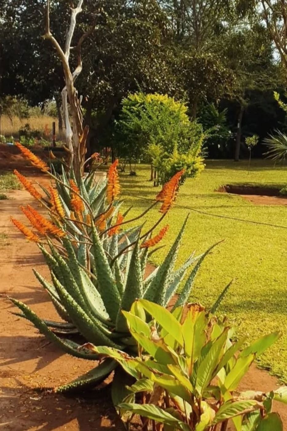 Lifestyle property for sale in Inhassoro, Mozambique - 3MQ1692560