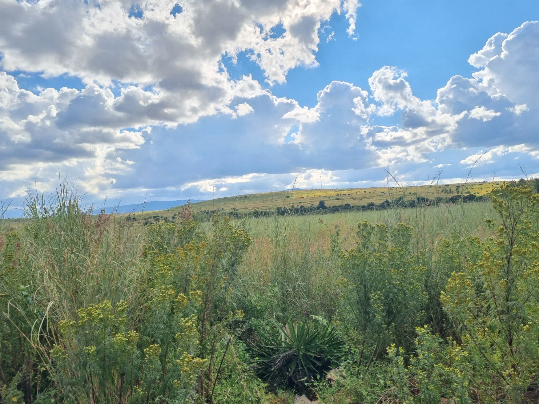 Vacant land for sale in Lydenburg (Mashishing) - 1LY1695146