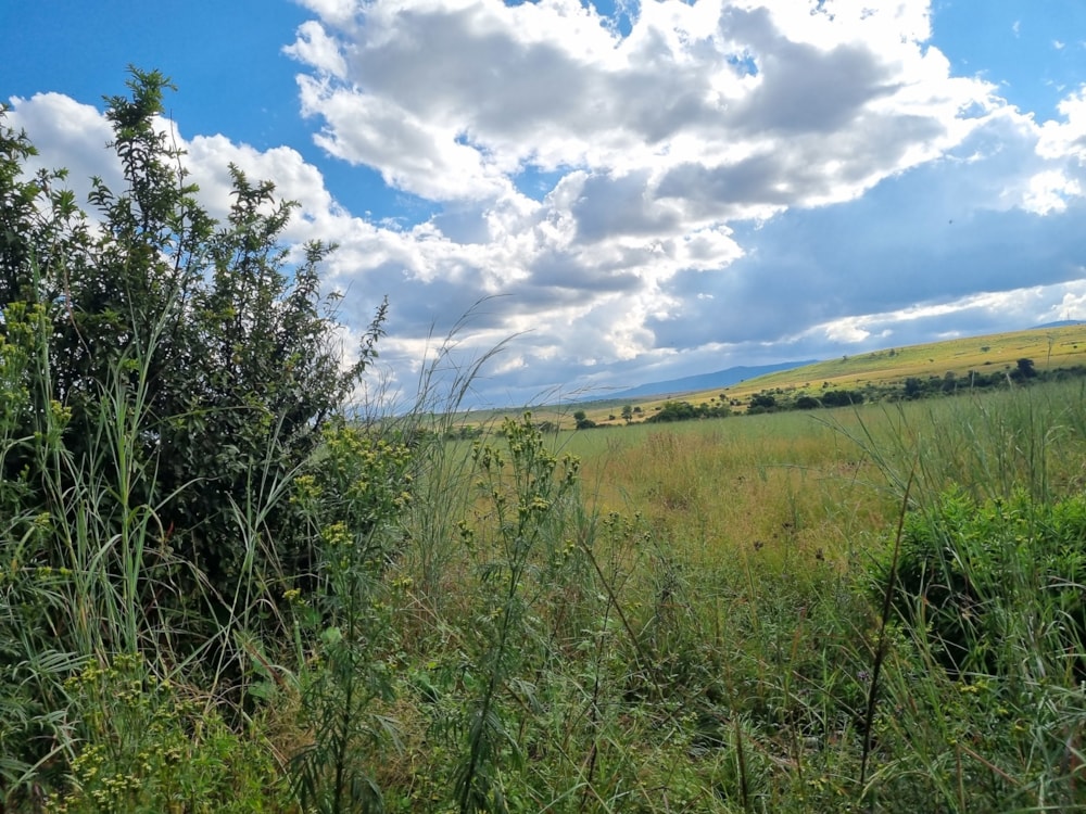 Vacant land for sale in Lydenburg (Mashishing) - 1LY1695146 Vacant land for sale in Lydenburg (Mashishing) - 1LY1695146