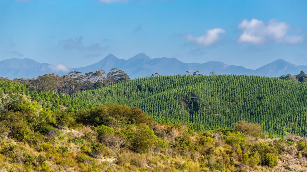 Residential vacant land for sale in Pezula Private Estate - 1KG1696039