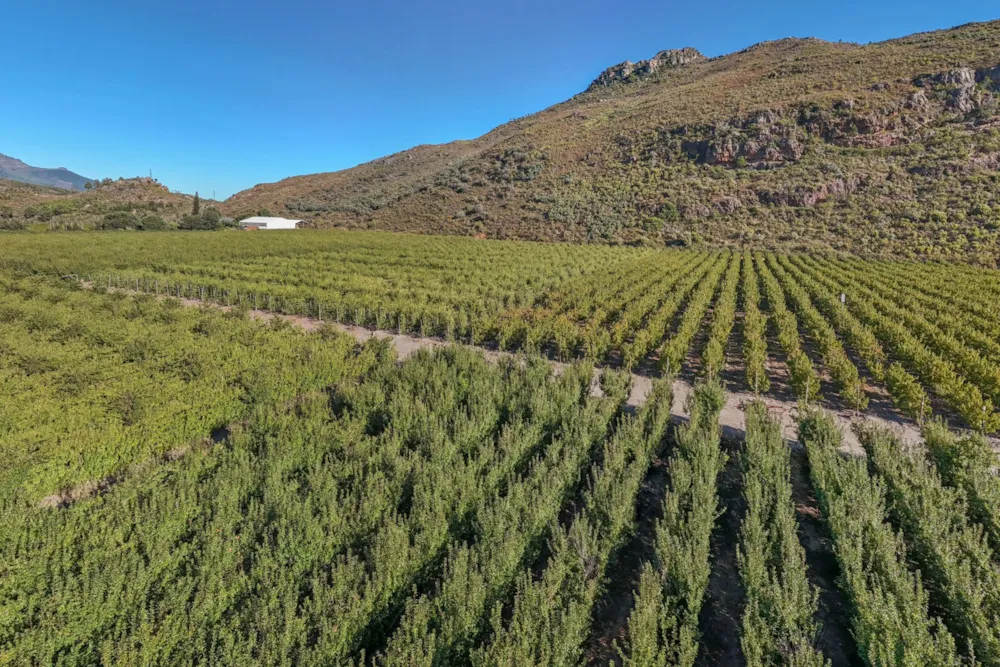 Fruit farm for sale in Franschhoek Rural - FWI1614621 Fruit farm for sale in Franschhoek Rural - FWI1614621