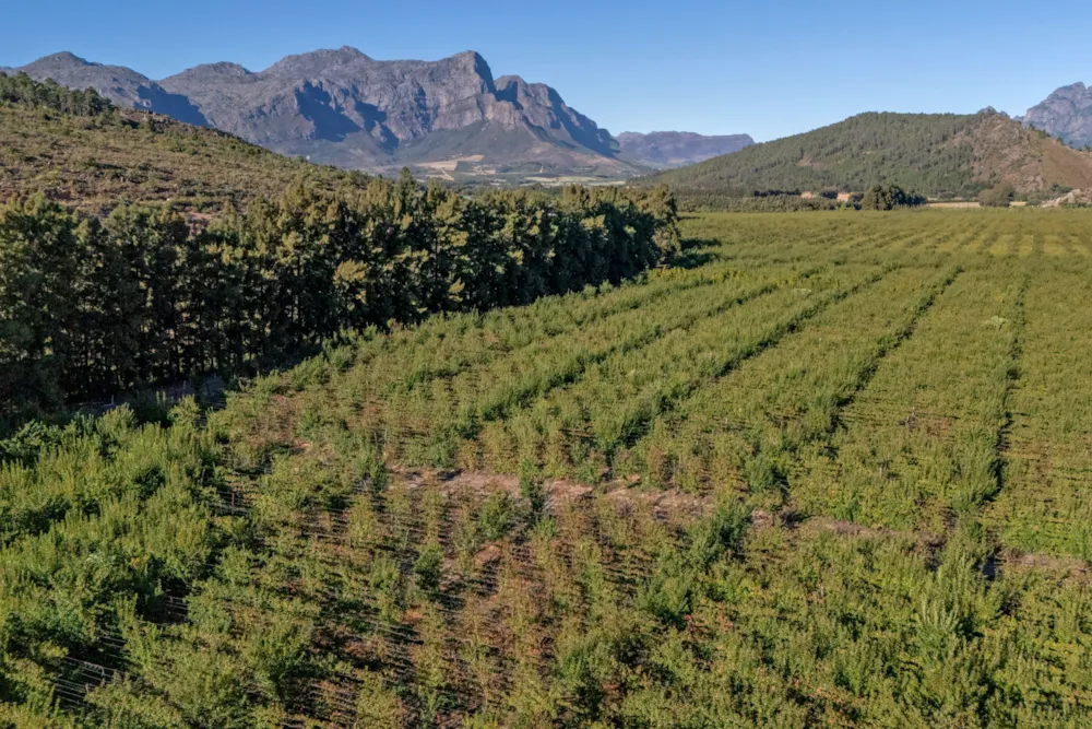 Fruit farm for sale in Franschhoek Rural - FWI1614621 Fruit farm for sale in Franschhoek Rural - FWI1614621