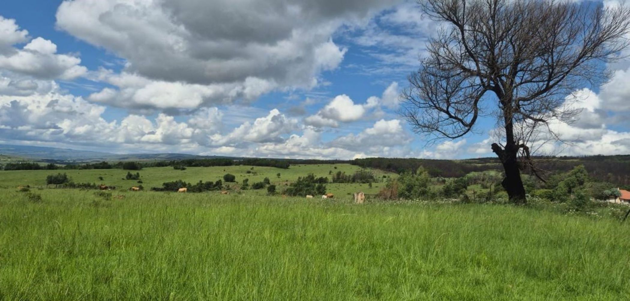 Mixed use farm sold in Carolina Rural - 1DS1673975