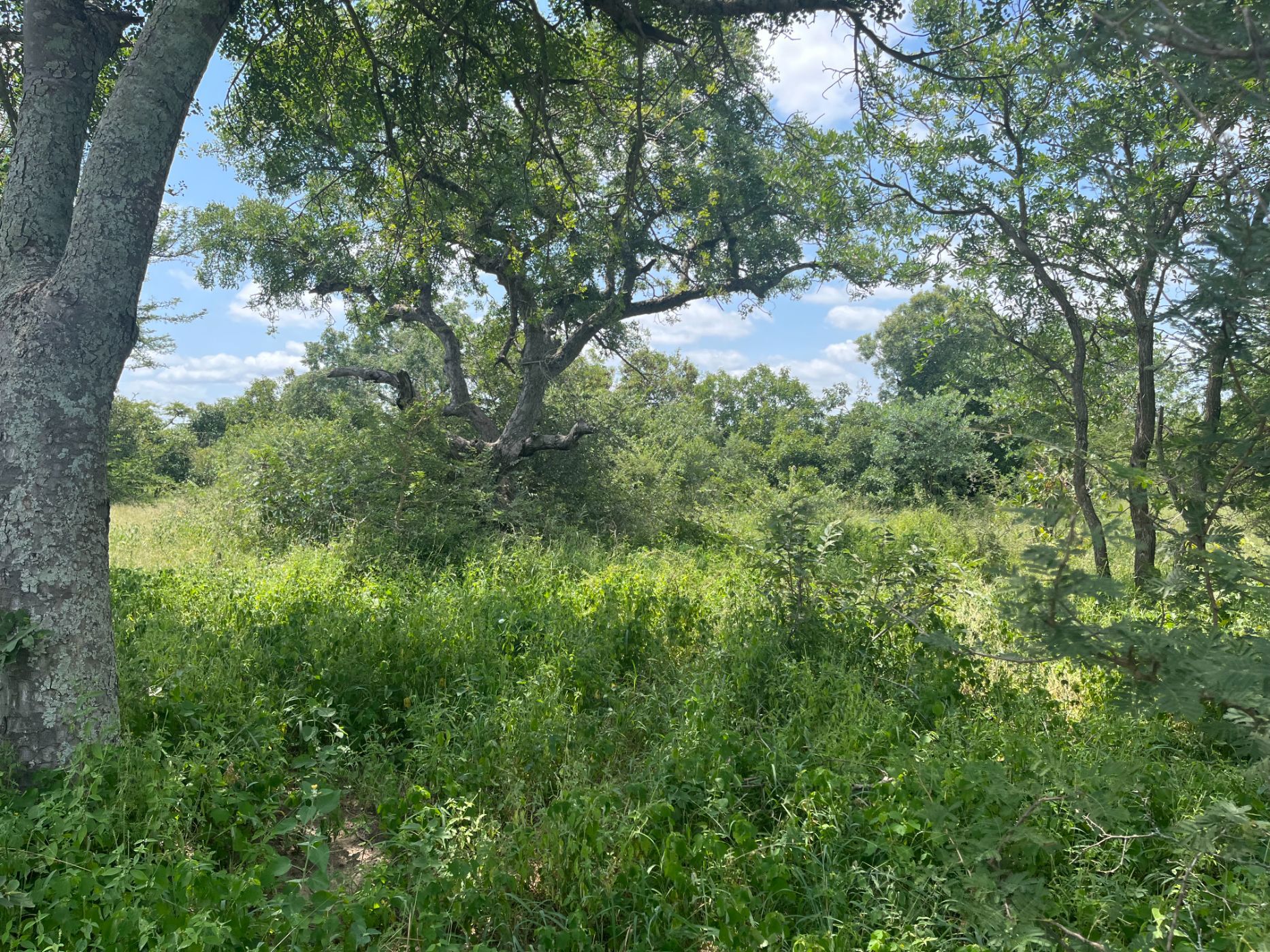 Vacant land for sale in Moditlo Nature Reserve - 1HS1693214